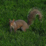 @lanny-sciurus