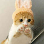 @ic1999m387bvk