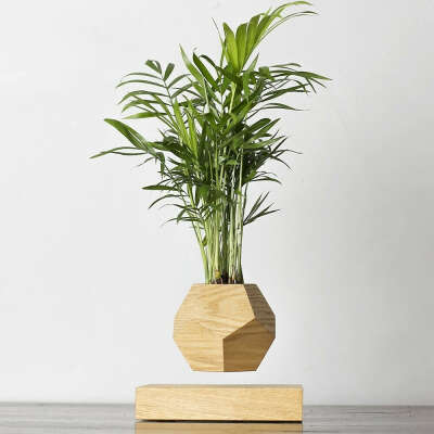Левитирующие растения > Леплант Wood Хамедорея светлый купить в интернет-магазине