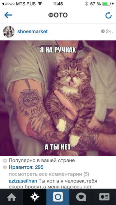 Хочу шикарного котика