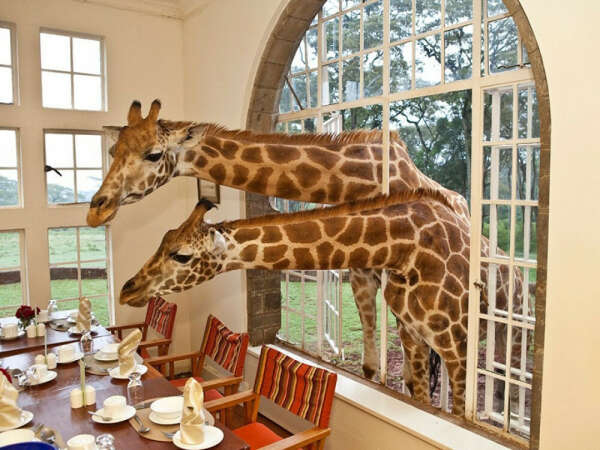 Пожить в Бутик-отеле Giraffe Manor в Кении