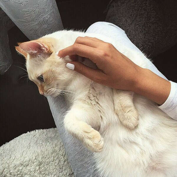 Хочу завести кота