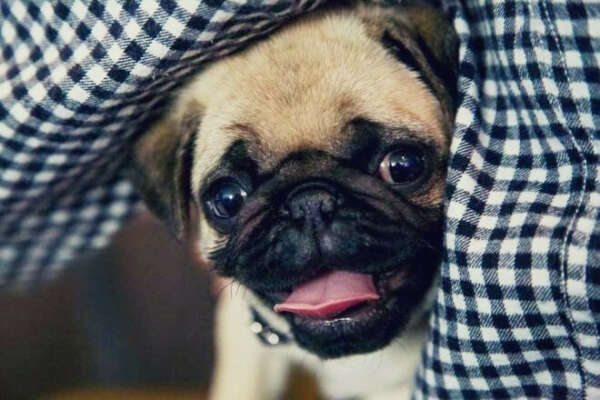 Puppy pug