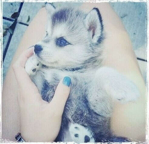 Щеночка "Хаски" :3