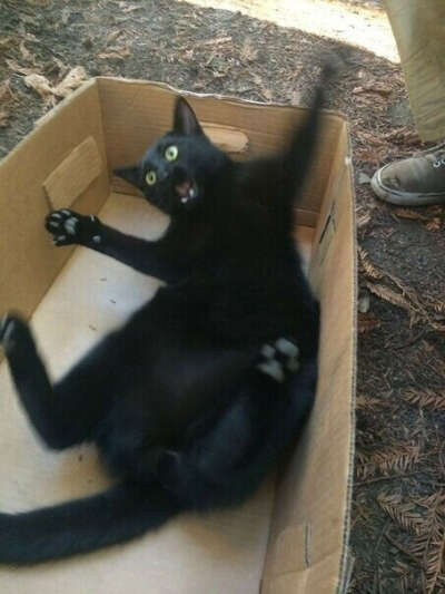 Кота