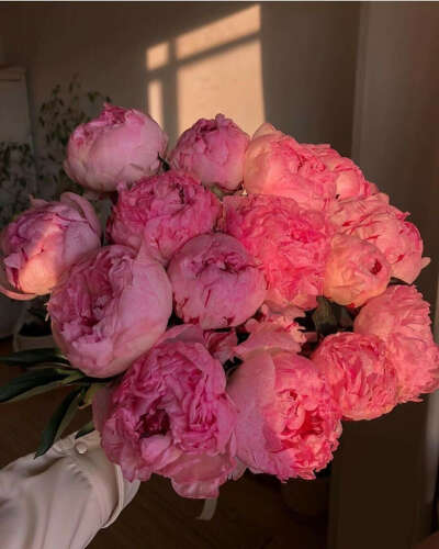 Пионы🌸