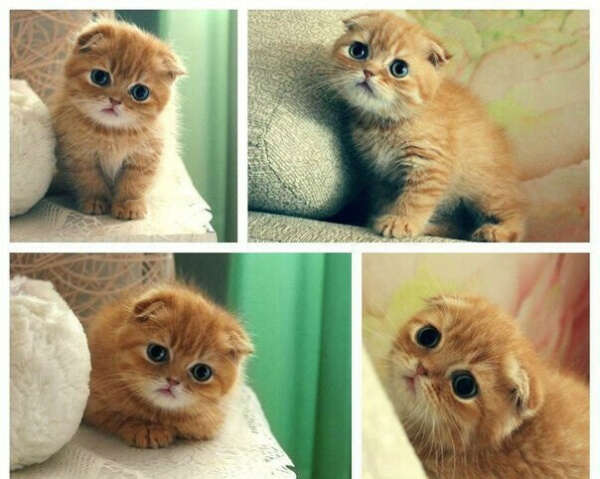 Котенка