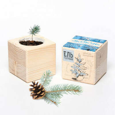 Набор для выращивания Wood Pine  / Ель Голубая