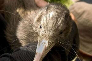 Kiwi