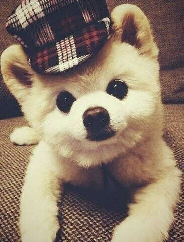 Собака