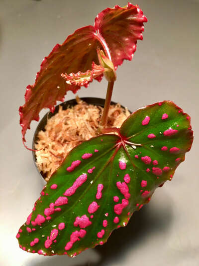 begonia negrosensis