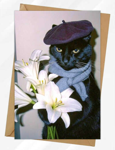 Открытка с котом