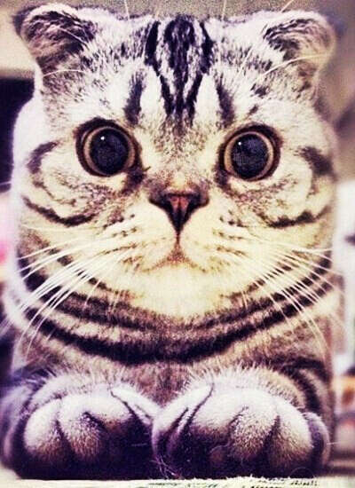 Котейку