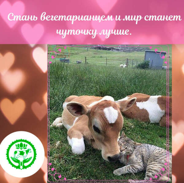 Муж-вегетарианец