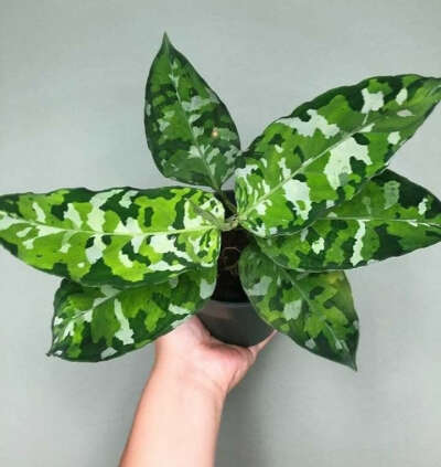aglaonema pictum tricolor