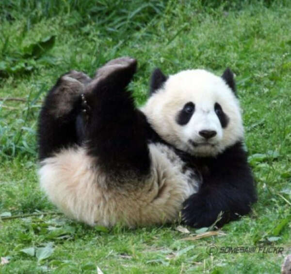 Обнять панду