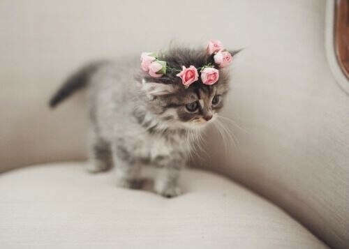 Kitty
