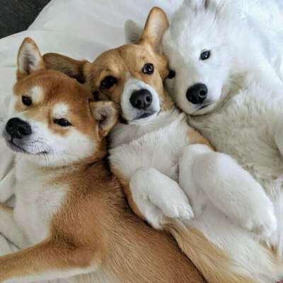 корги