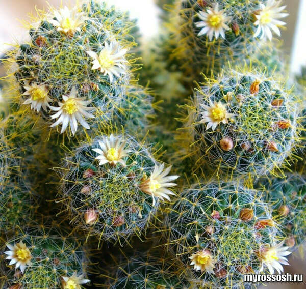 Кактус