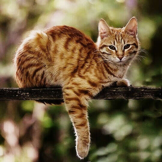 Кот^^