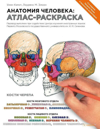 Раскраска анатомия