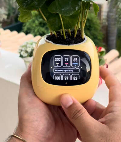 Plantagochi