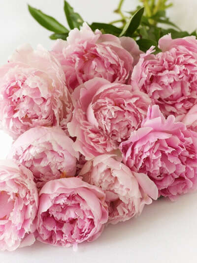 Peonies