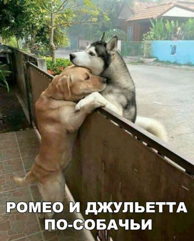 Хочу собаку