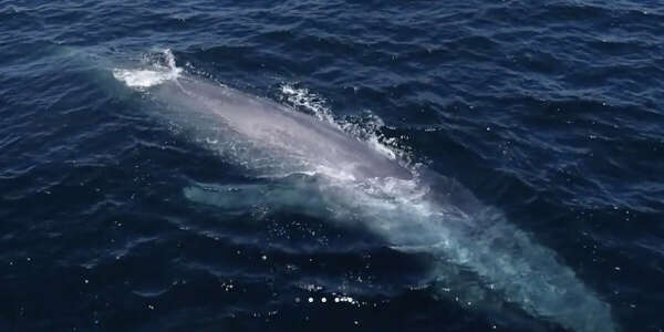 Condor express whales watching tour