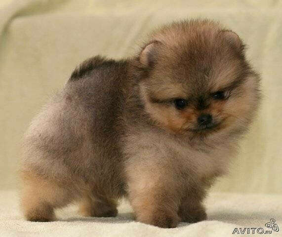 хочу померанчика :3