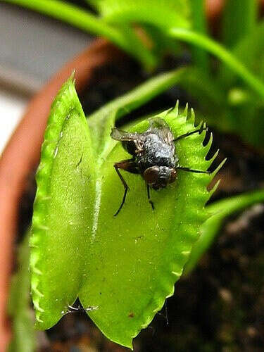 Дионея (венерина мухоловка) Dionaea muscipula