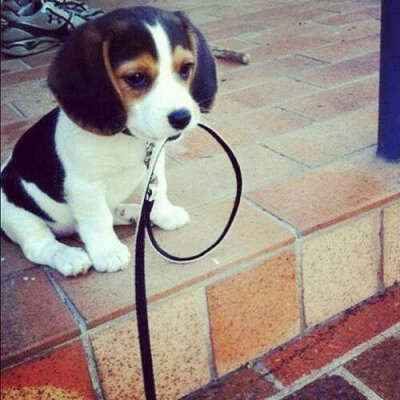 Beagle