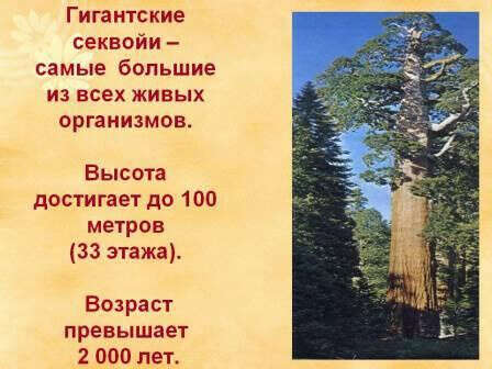 ЭКСКУРСИЯ В НАЦИОНАЛЬНЫЙ ПАРК СЕКВОЙ (16 часов)