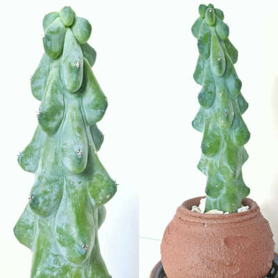 boob cactus
