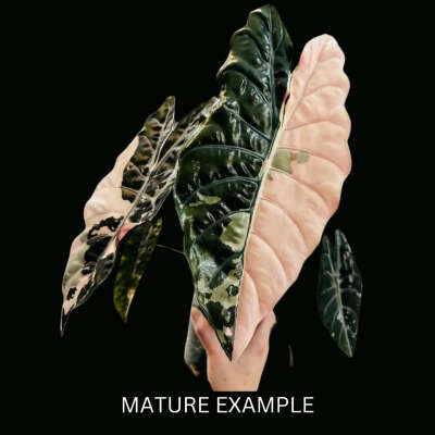 Alocasia chantrieri var pink