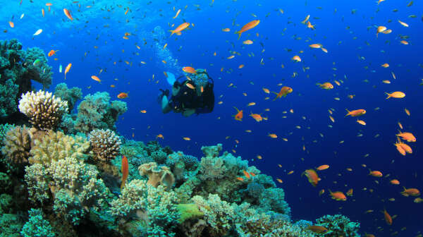 Scuba Diving