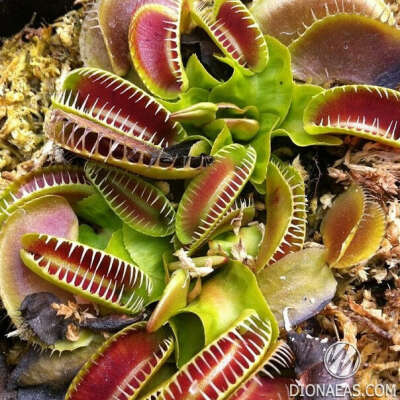 Dionaea muscipula "Jaws smiley"