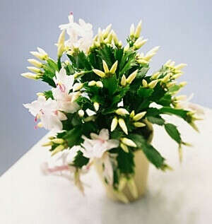 Schlumbergera (Шлюмбергера) декабрист, рождественник
