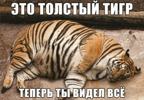 Увидеть толстого тигра