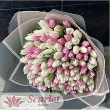 Тюльпаны 🌷