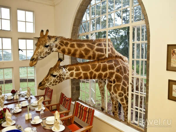 Отдохнуть в отеле Giraffe Manor в Кейптауне
