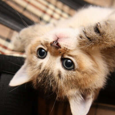 Котенок