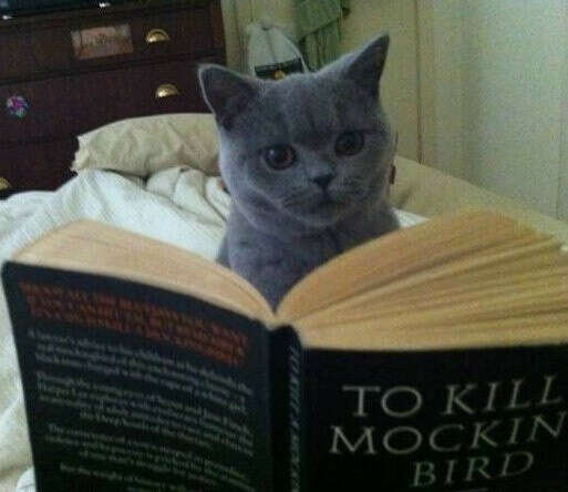 умного кота