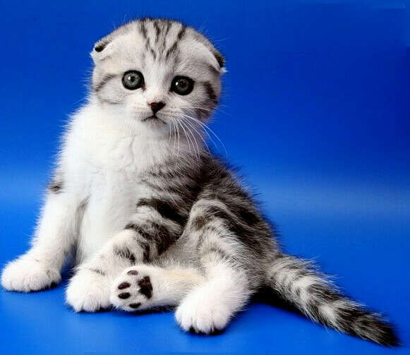Шотландская вислоухая кошка