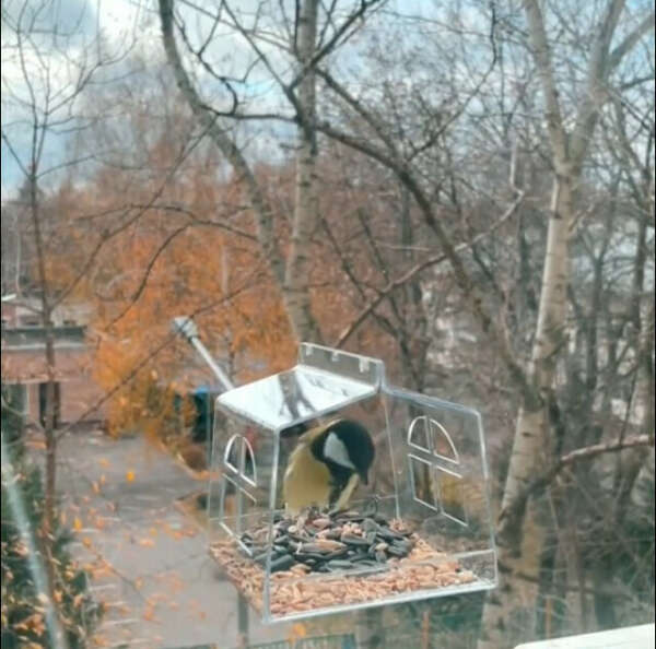 Прозрачная кормушка для птиц на окно