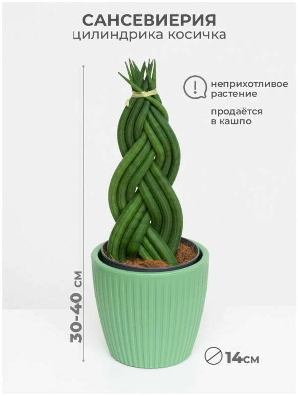 Сансевьерия косичка