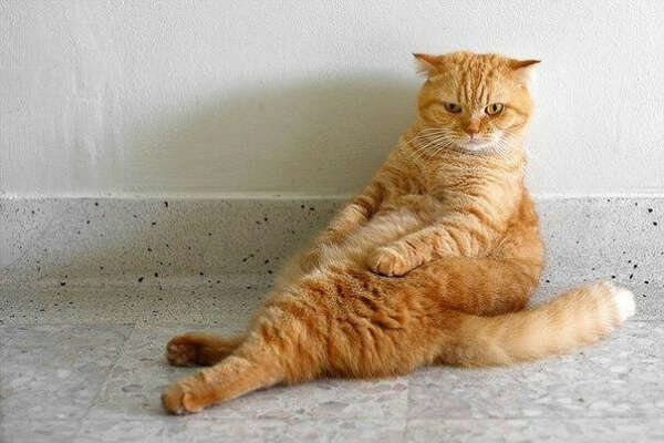 Кота с розовым носом