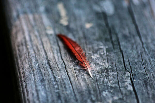 Red Cardinal feather