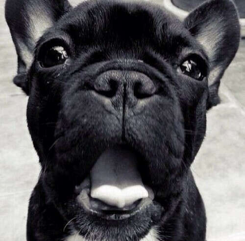 FRENCH BULLDOG