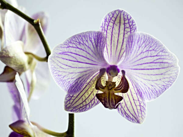 Орхидея Phalaenopsis